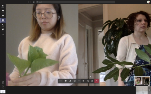 Online Ikebana Class